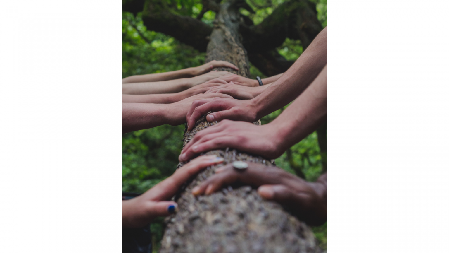 What is a Family Tree and Why is It Important? Treemily